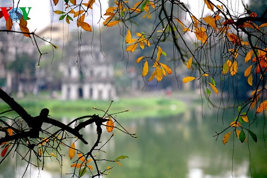 The ancient lecythidaceae trees by Hoan Kiem lake are shedding their leaves   - ảnh 5